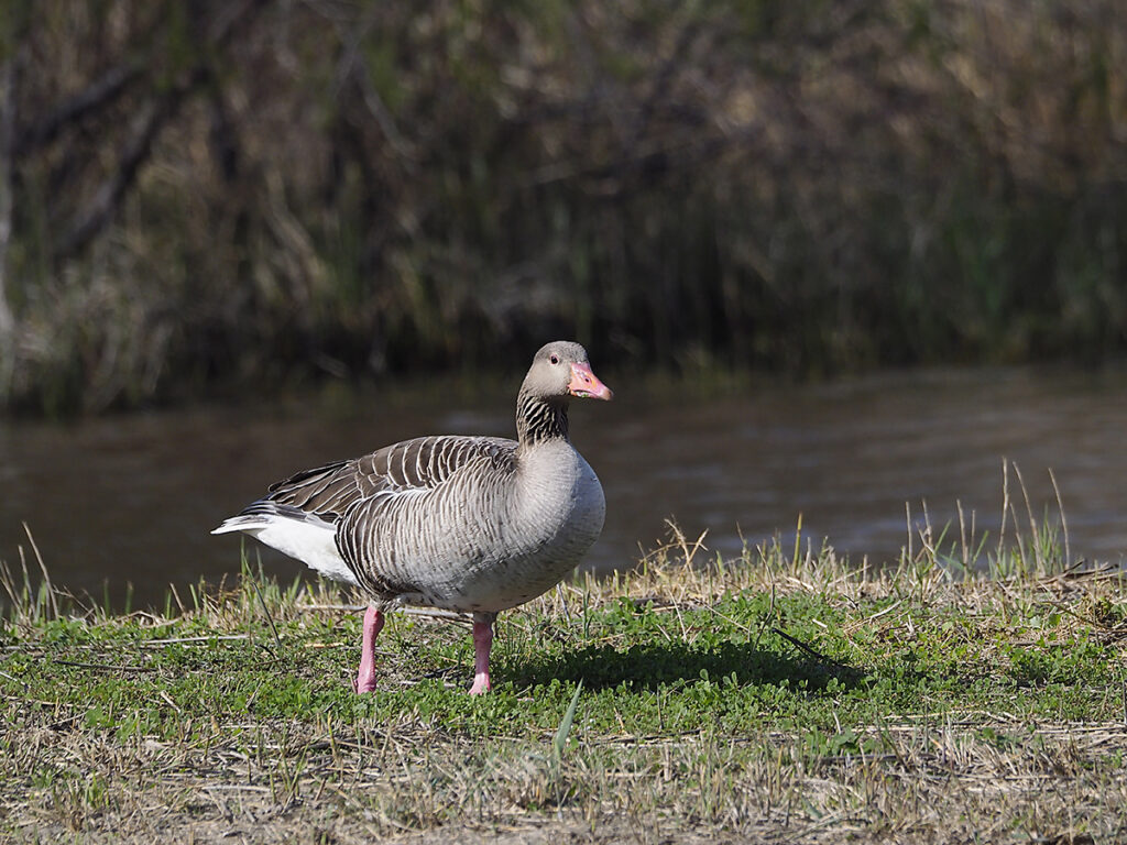 Ganso observando desde la orilla