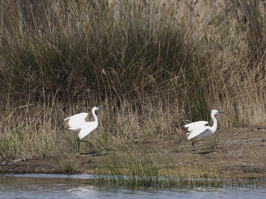 Garcetas persiguiéndose en la otra orilla