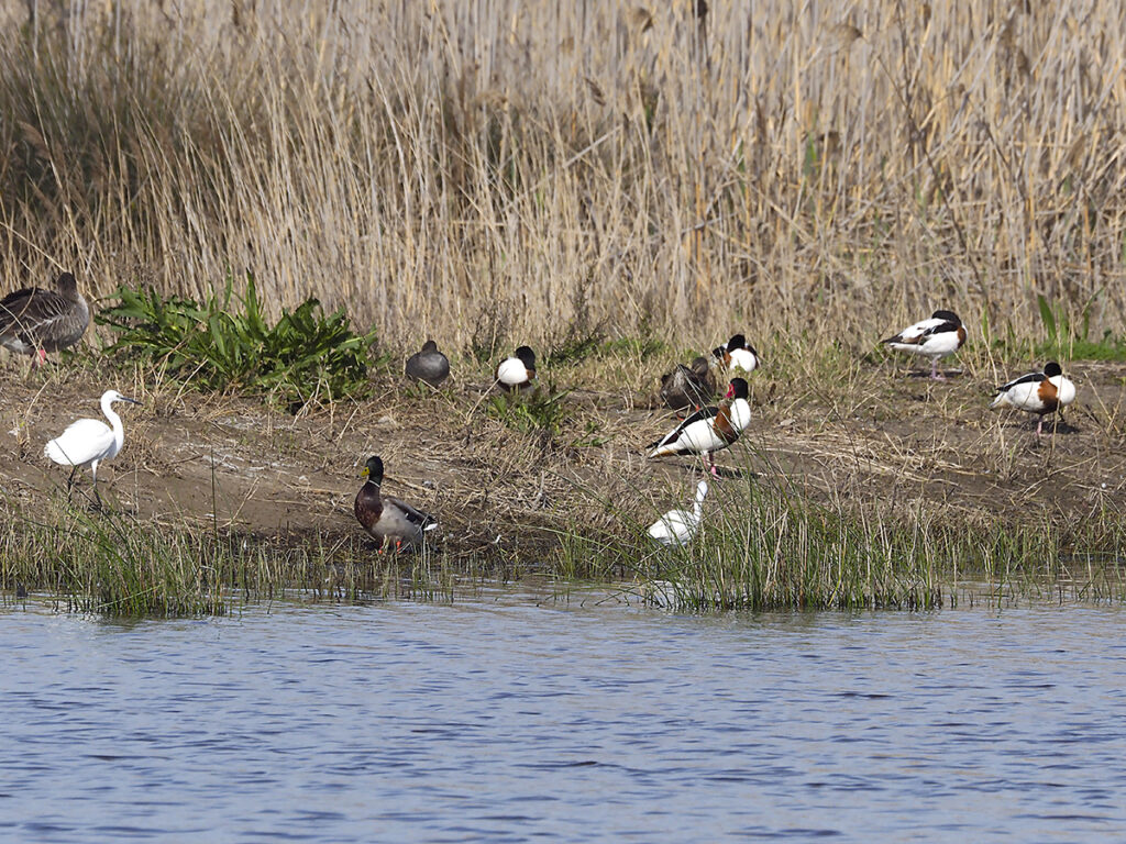 Convivencia pacífica entre garcetas y patos