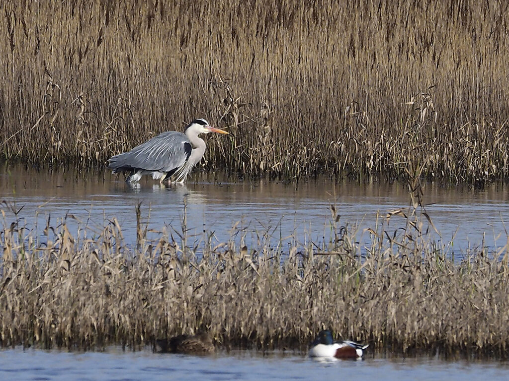 Garza real en busca de algún pescadito