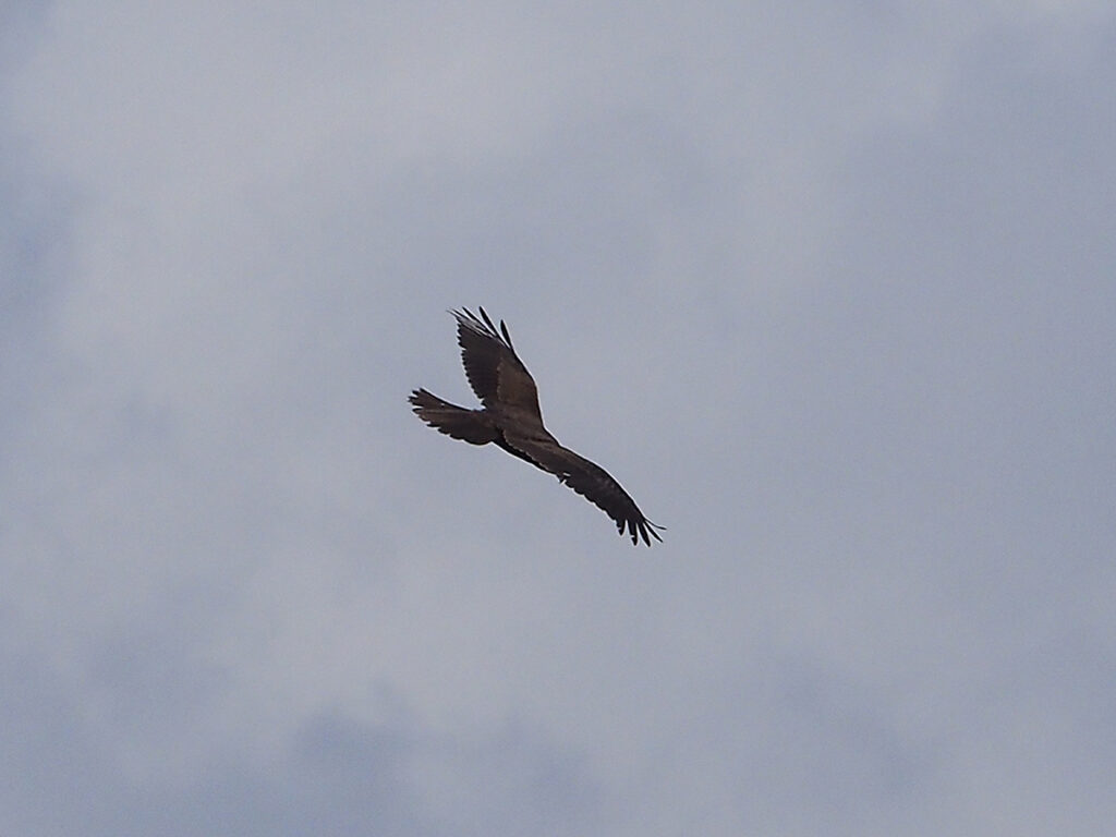 Aguilucho sobrevolando la laguna
