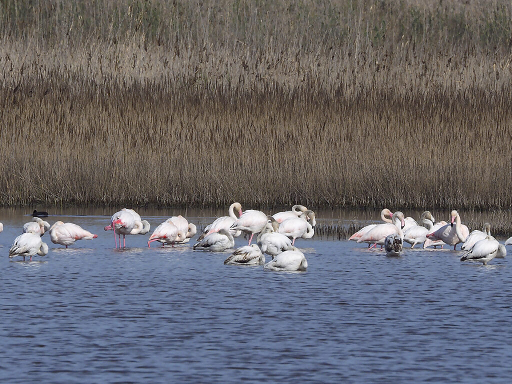 Flamencos en la distancia