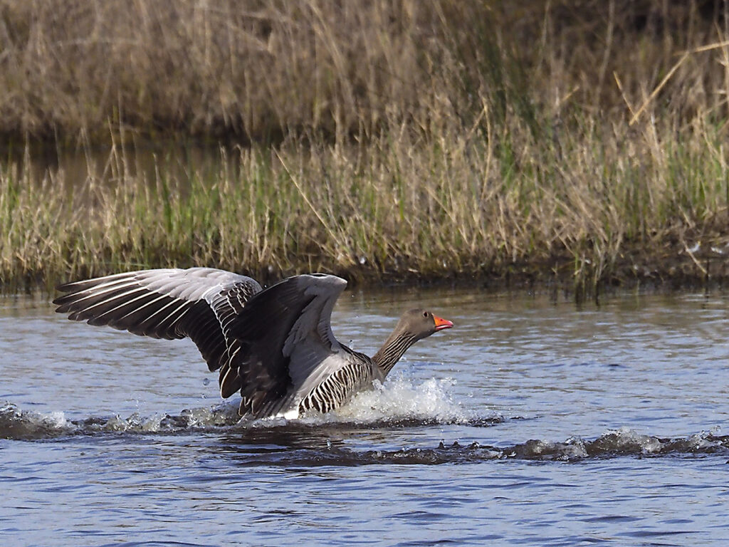 Ánsar recién llegado, junto la estela de su compañero