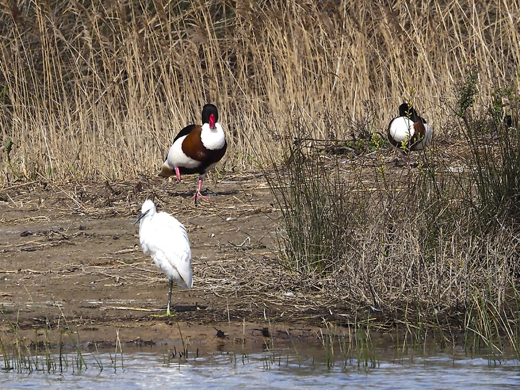 Tarro blanco y garceta a pata coja