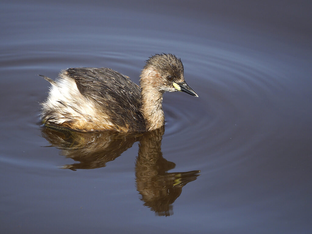 Zampullín en primer plano