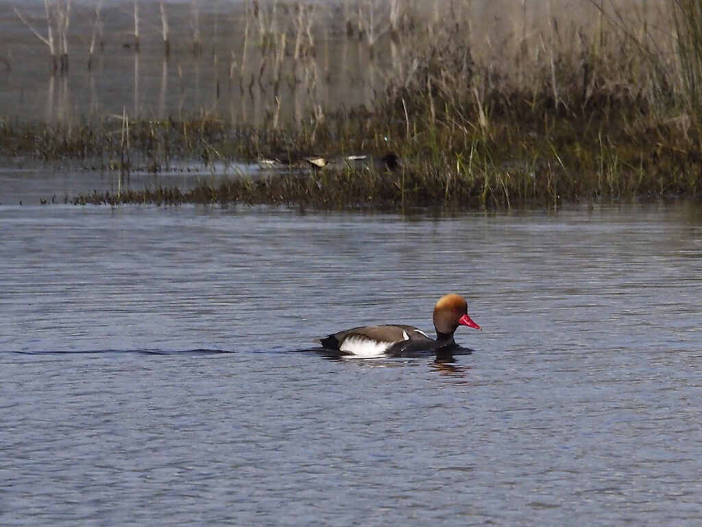 Pato colorado tirando de zoom digital