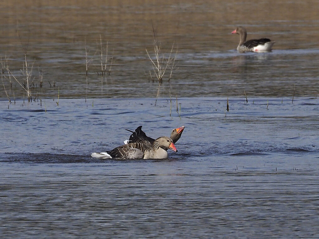 Ganso "A" incordiando al ganso "B"