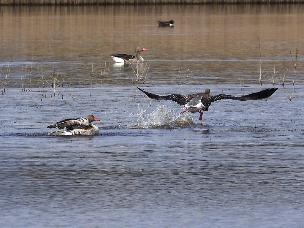 El ganso "B" decide marcharse para que le dejen en paz