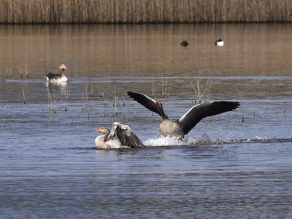 Ganso "B" regresando a la carga
