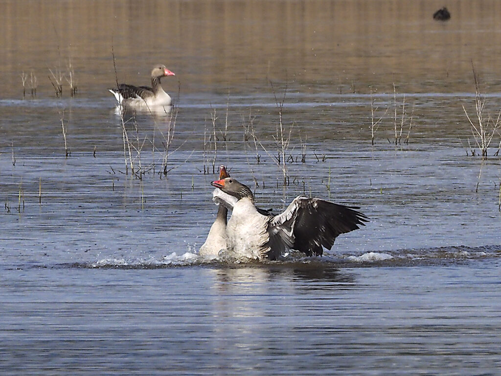 Ganso "A" recibiendo la llegada del ganso "B"