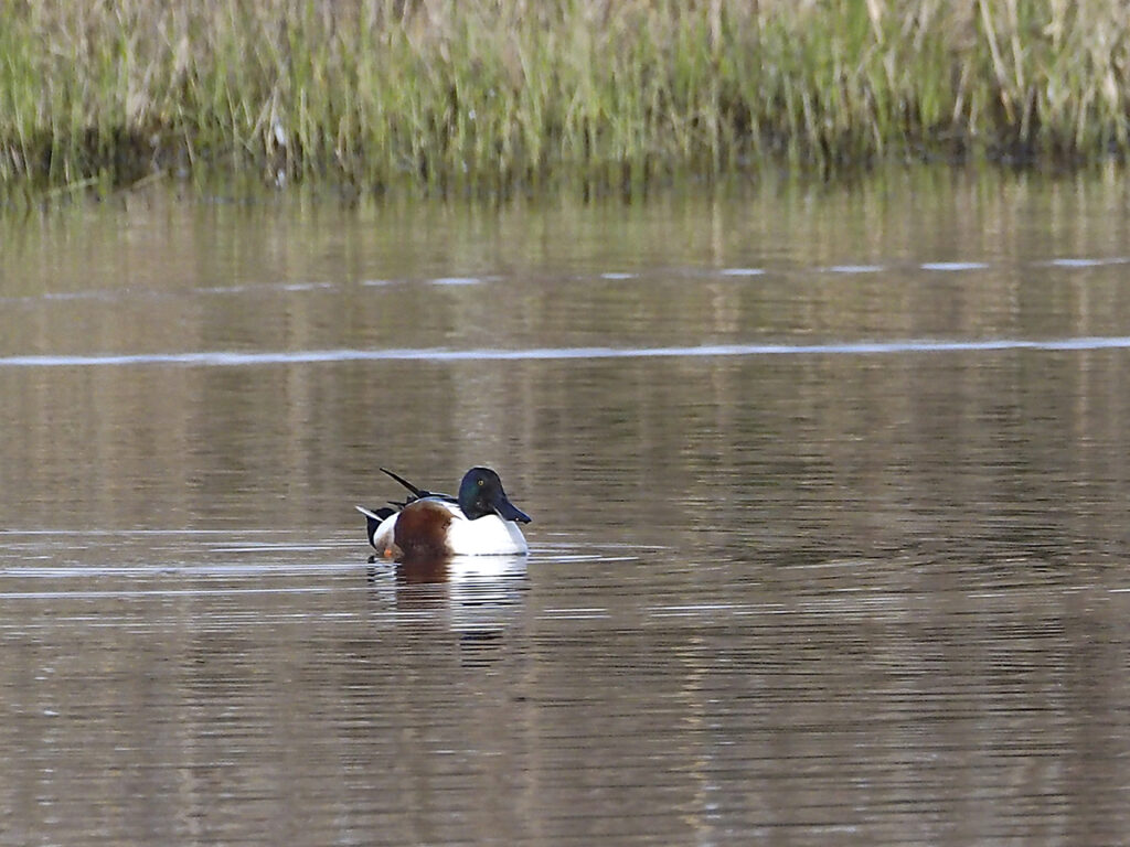 Cuchara nadando ajeno a las trifulcas de los gansos