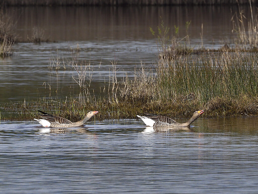 Los gansos a lo suyo, ahora te persigo yo, luego me persigues tú.