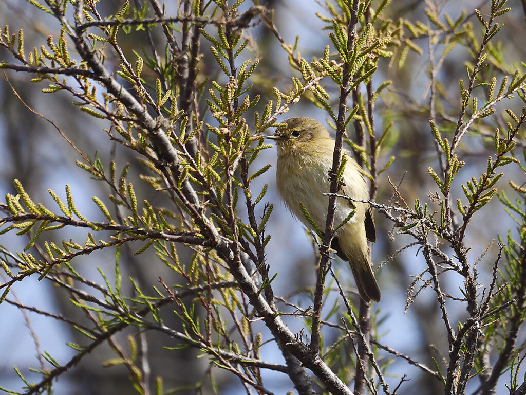 Cetia ruiseñor entre las ramas
