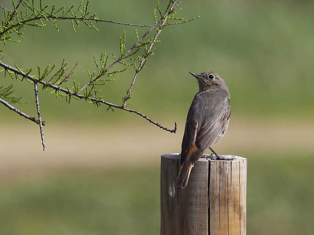 Colirrojo controlándome de reojo