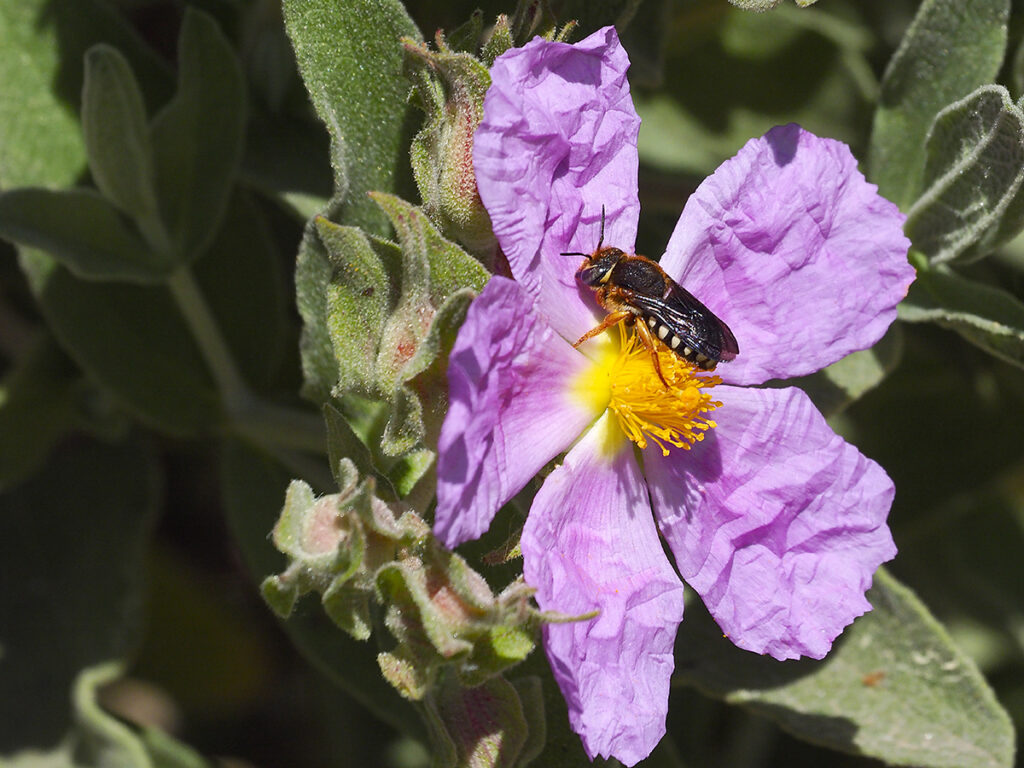 Una abeja en el camino