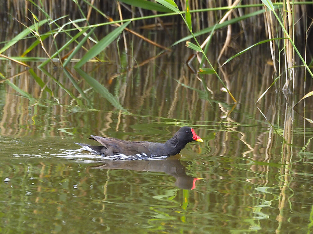 Gallineta nadando plácidamente