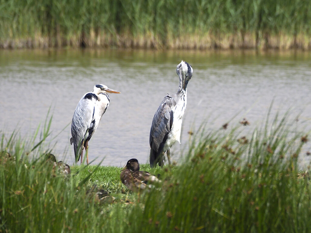 ... y garzas reales dormitando
