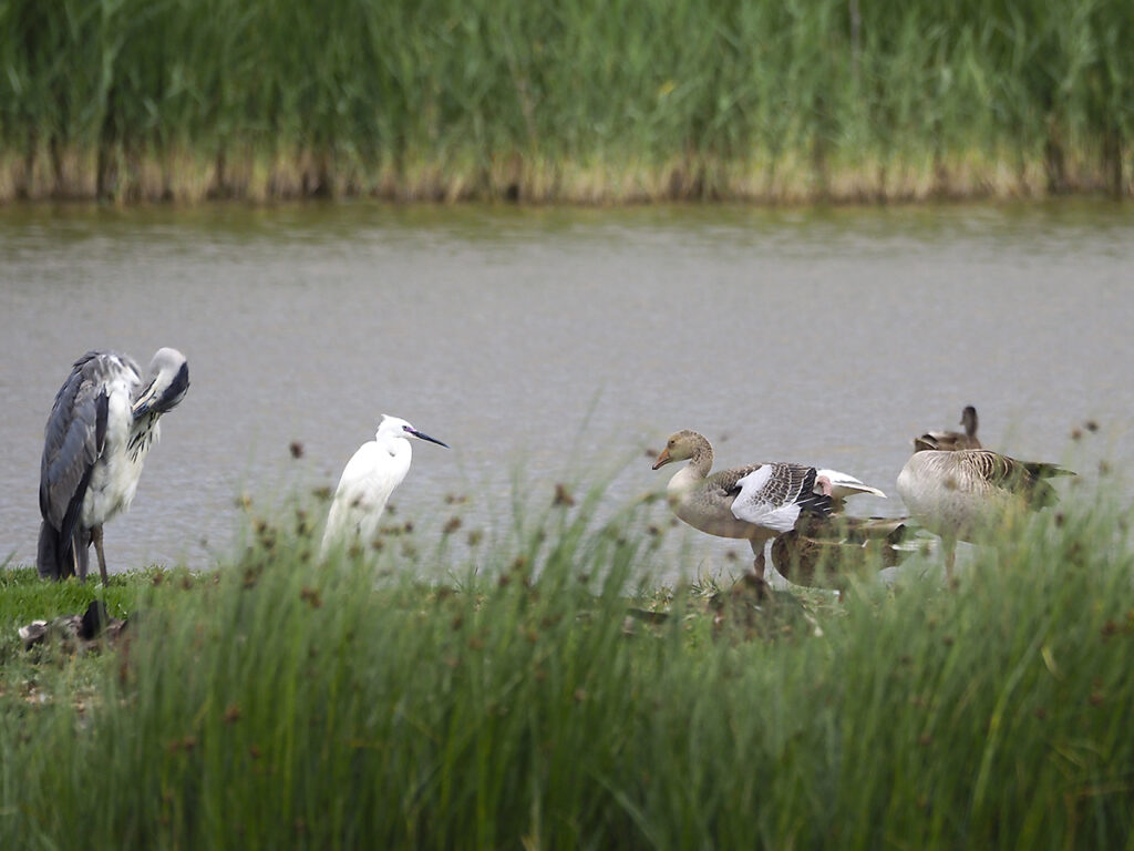Garzas, garcetas y ánsares en armonía