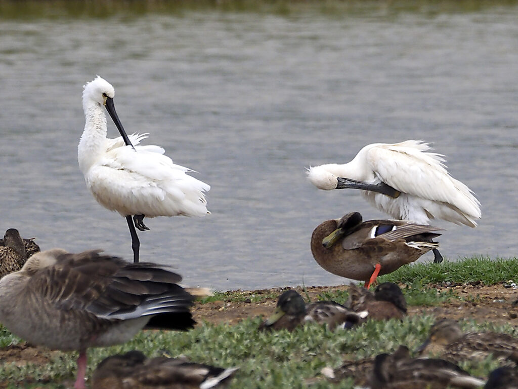Espátulas acicalándose las plumas