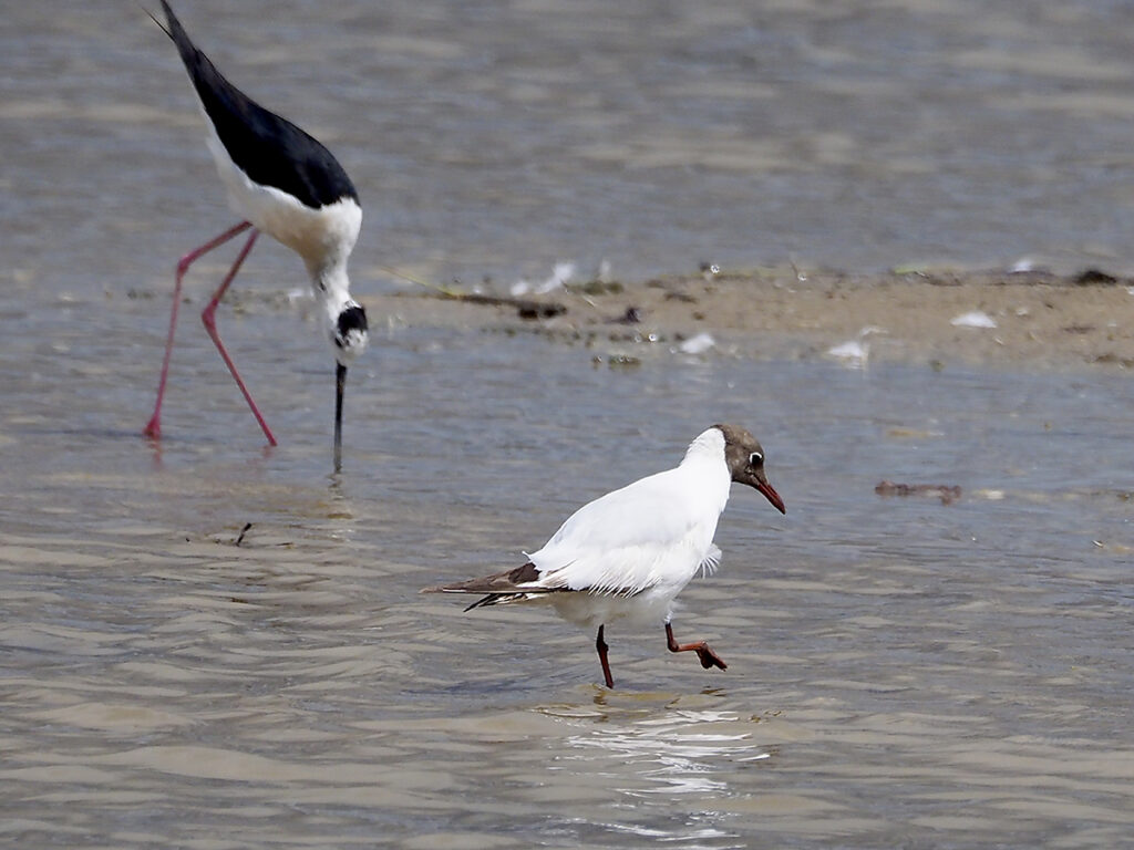 Gaviota reidora en compañía