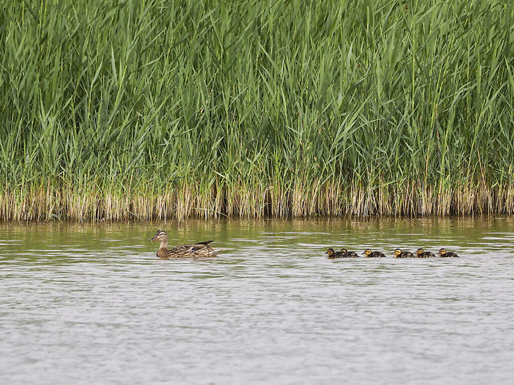 Familia del polluelo ingerido