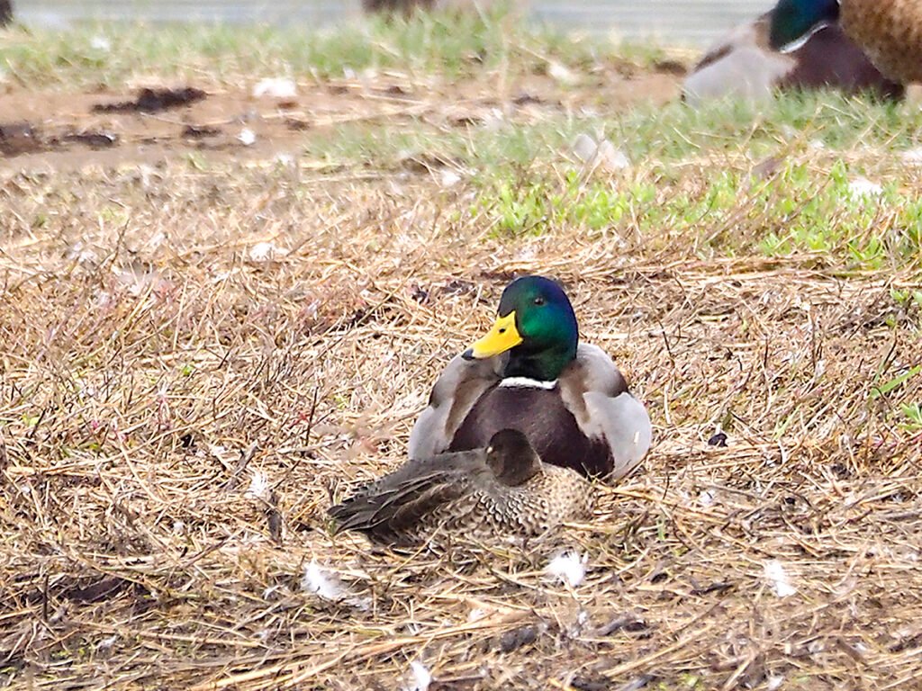 Pareja de azulones reposando