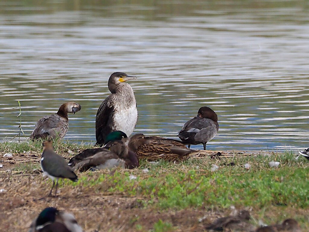 El cormorán, mostrando su mejor cara
