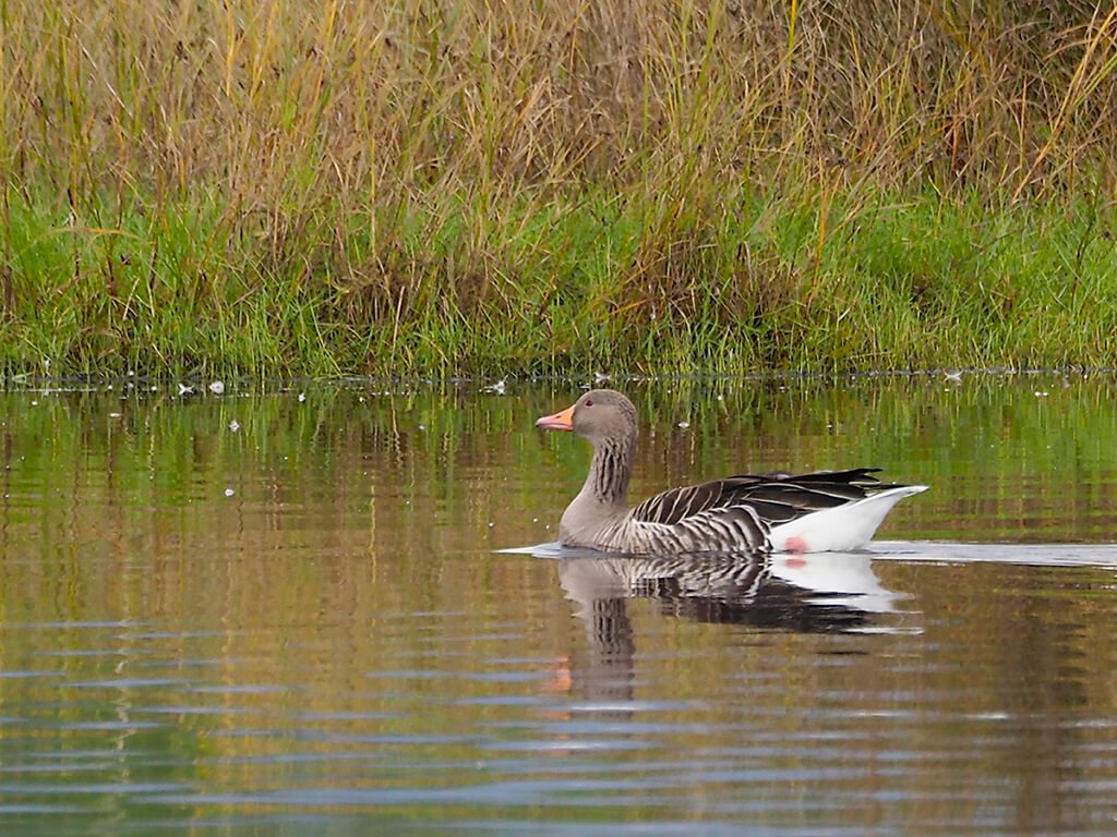 Ánsar solitario nadando en la proximidad