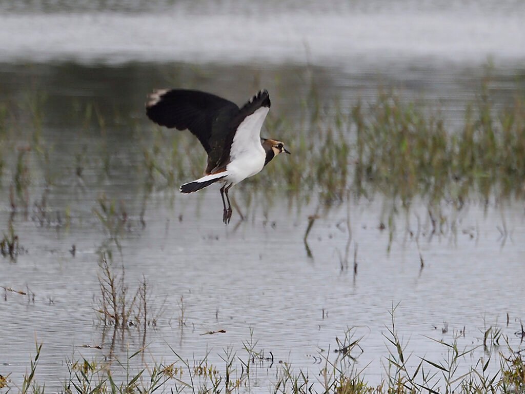 Avefría volando de paso