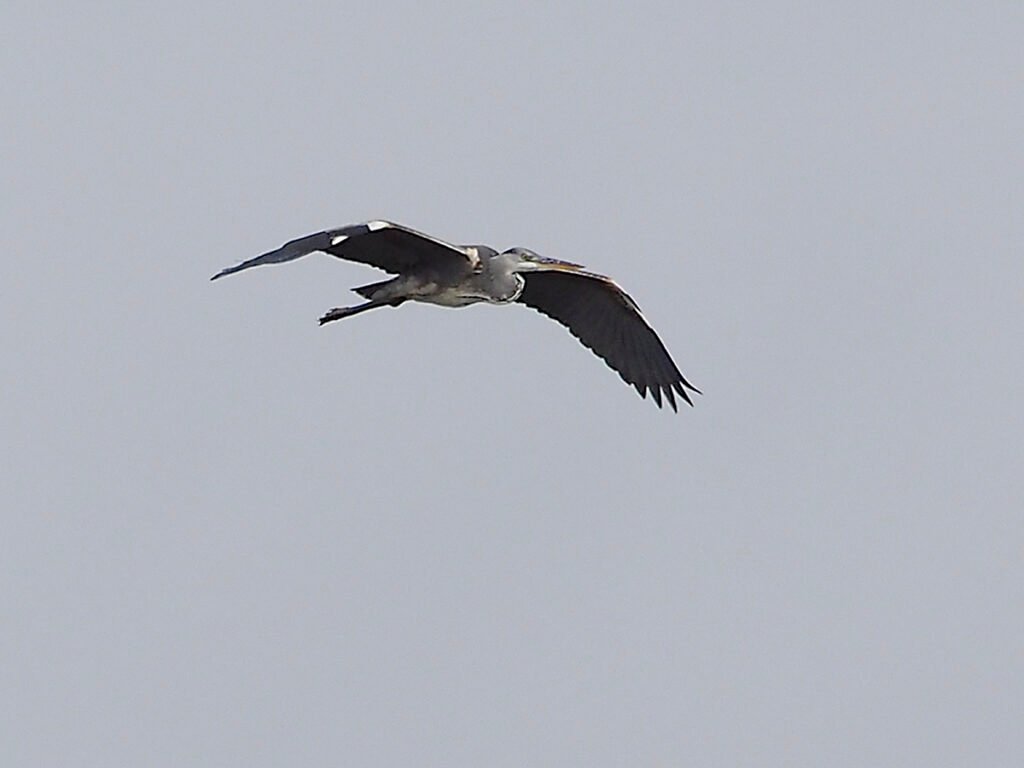 Garza real en pleno vuelo